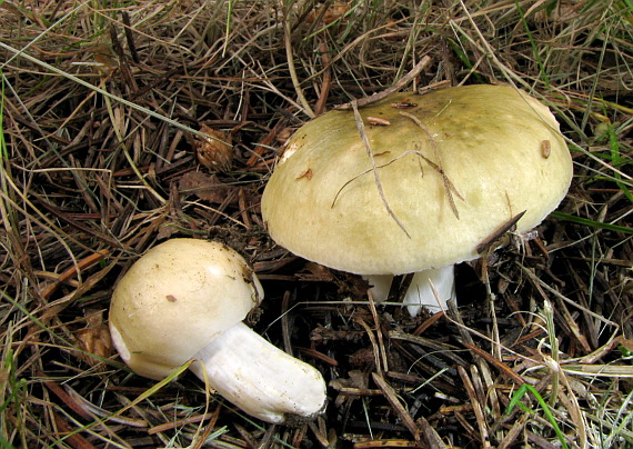 plávka trávovozelená Russula aeruginea Lindbl. ex Fr.