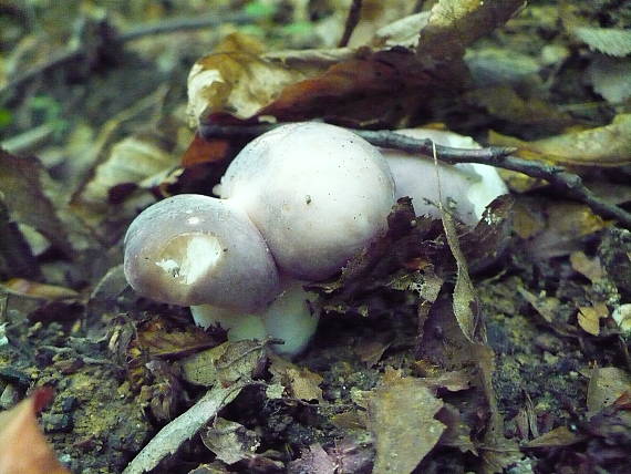 plávka modrastá Russula cyanoxantha (Schaeff.) Fr.