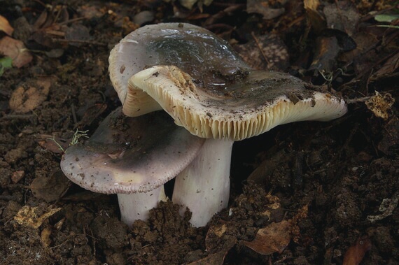 plávka Russula sp.