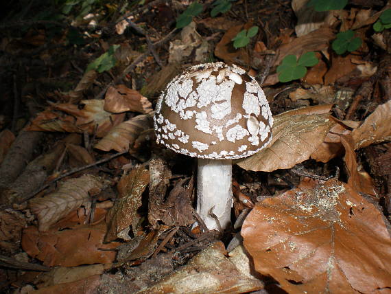 muchotrávka hrubá Amanita excelsa (Fr.) Bertill.