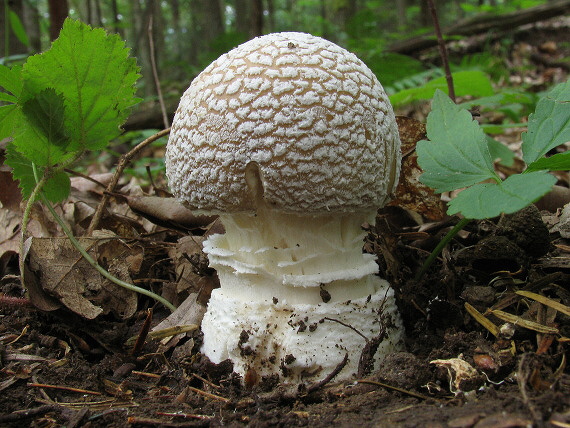 muchotrávka tigrovaná Amanita pantherina (DC.) Krombh.