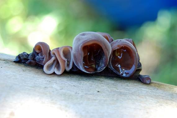 uchovec bazový Auricularia auricula-judae (Bull.) Quél.