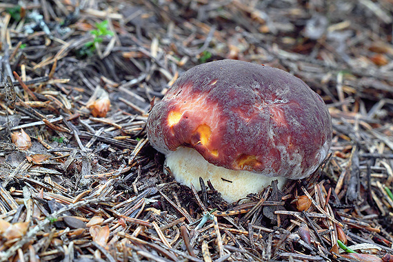 hríb sosnový Boletus pinophilus Pil. et Dermek in Pil.