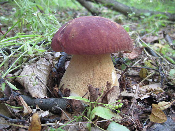 hríb dubový Boletus reticulatus Schaeff.