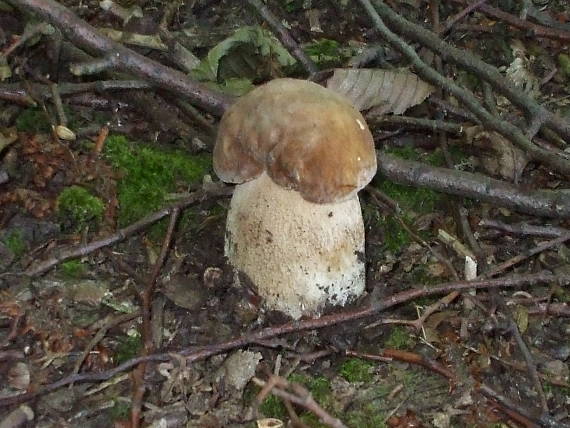 hríb dubový Boletus reticulatus Schaeff.