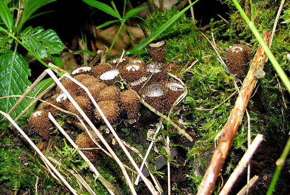 čiaškovec pásikavý Cyathus striatus (Huds.) Willd.