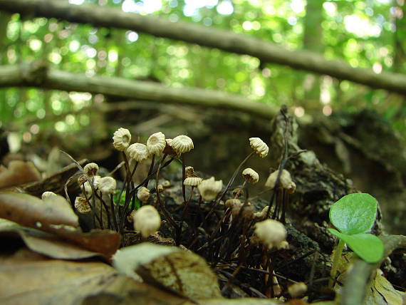 tanečnica čiernohlúbiková Gymnopus androsaceus (L.) Della Maggiora & Trassinelli