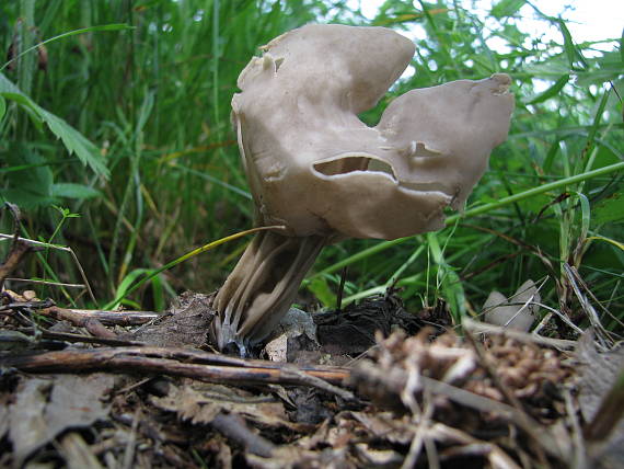 chriapač jamkatý Helvella lacunosa Afzel.