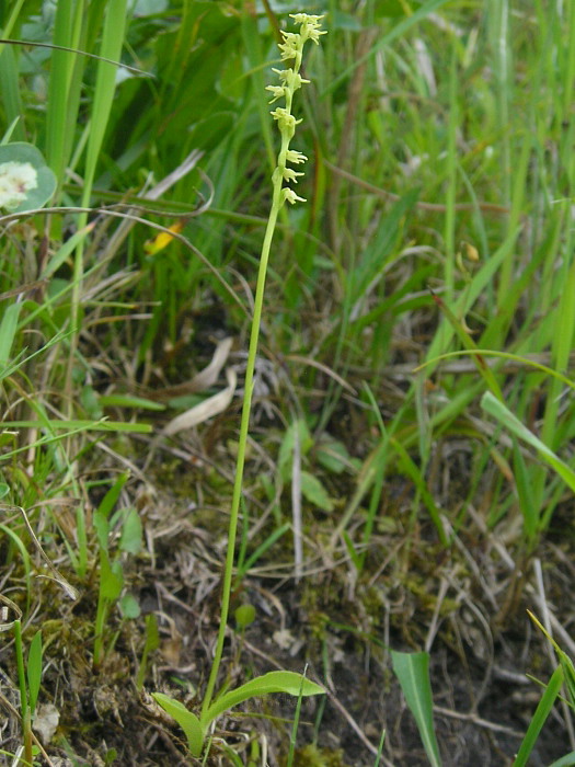 trčuľa jednohľuzá Herminium monorchis (L.) R. Br.