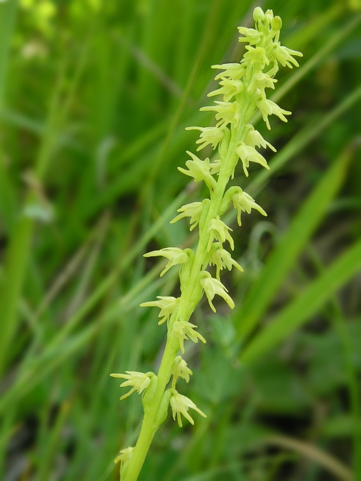 trčuľa jednohľuzá Herminium monorchis (L.) R. Br.