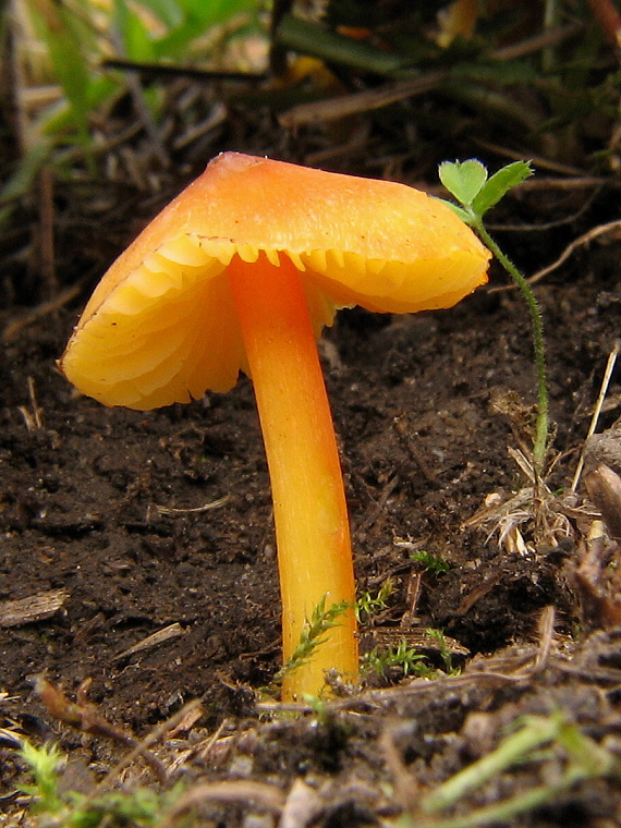 lúčnica hrotitá Hygrocybe acutoconica (Clem.) Singer