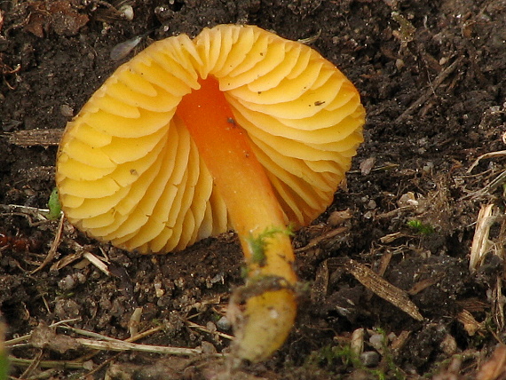 lúčnica Hygrocybe sp.