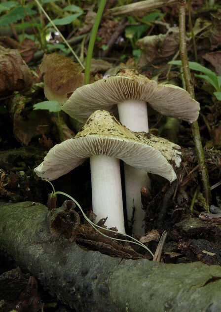 vláknica Inocybe sp.