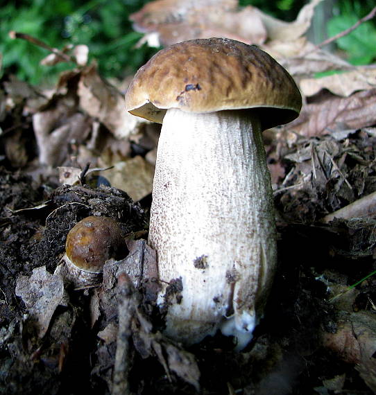 kozák hrabový Leccinum pseudoscabrum (Kallenb.) Šutara