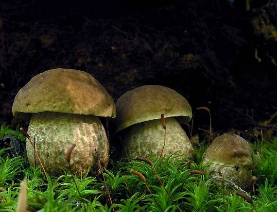 kozák hrabový Leccinum pseudoscabrum (Kallenb.) Šutara