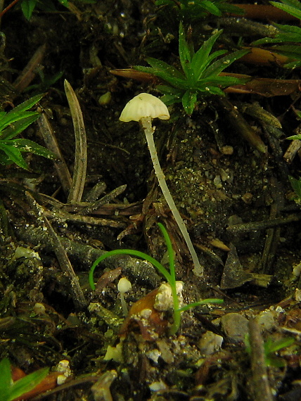 prilbička Mycena sp.