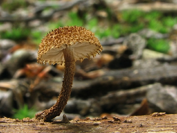 šupináčik obyčajný Phaeomarasmius erinaceus (Fr.) Scherff. ex Romagn.