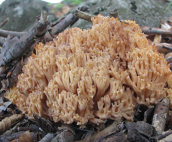 strapačka Ramaria sp.