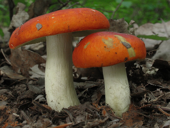 plávka zlatožltá Russula aurea Pers.