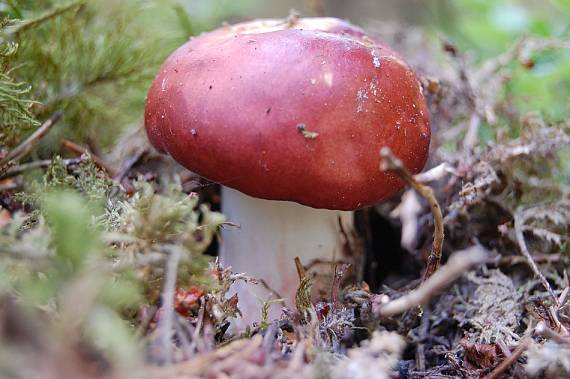 plávka Russula sp.