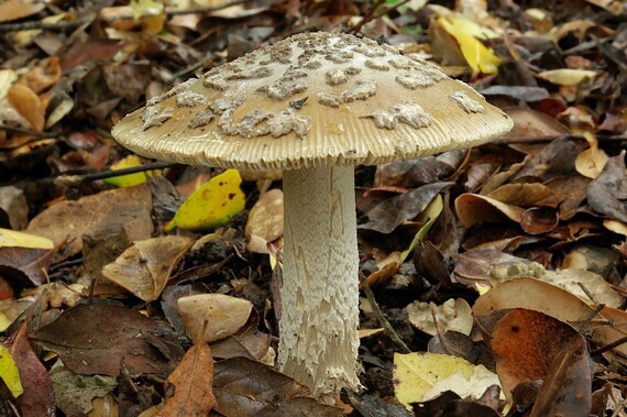 muchotrávka chrastavá Amanita ceciliae (Berk. & Broome) Bas