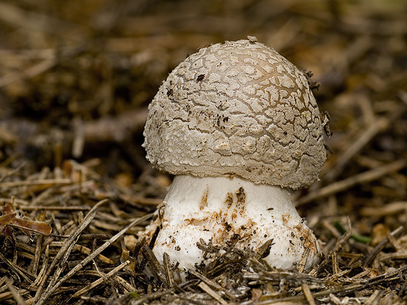 muchotrávka hrubá Amanita excelsa (Fr.) Bertill.