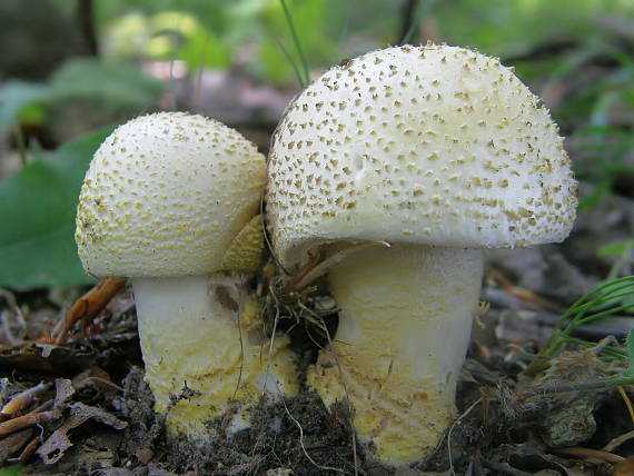 muchotrávka olivovohnedastá Amanita franchetii (Boud.) Fayod