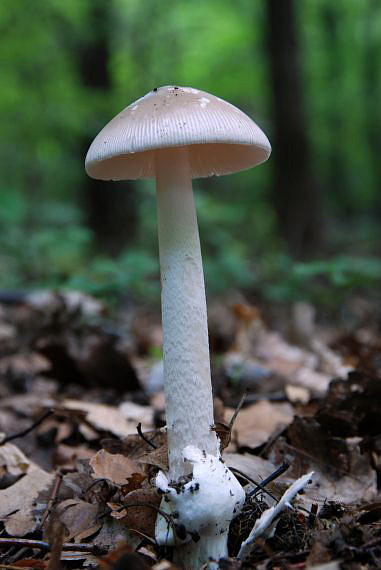 muchotrávka pošvatá Amanita vaginata (Bull.) Lam.