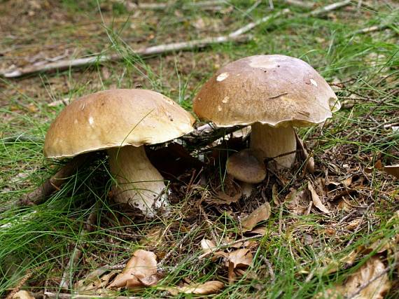 hríb smrekový Boletus edulis Bull.