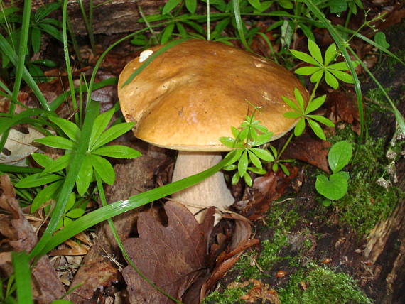 hríb dubový Boletus reticulatus Schaeff.