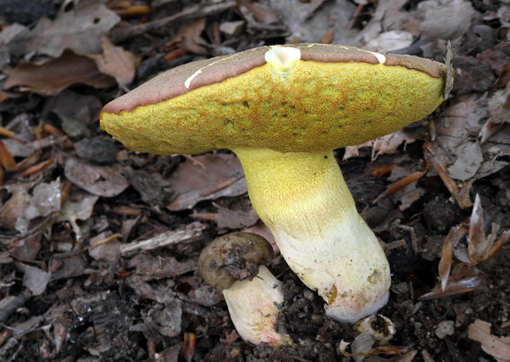 hríb príveskatý Butyriboletus appendiculatus (Schaeff. ex Fr.) Secr.