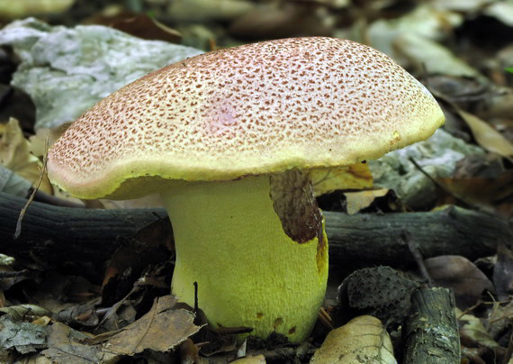 hríb kráľovský Butyriboletus regius (Krombh.) D. Arora & J.L. Frank