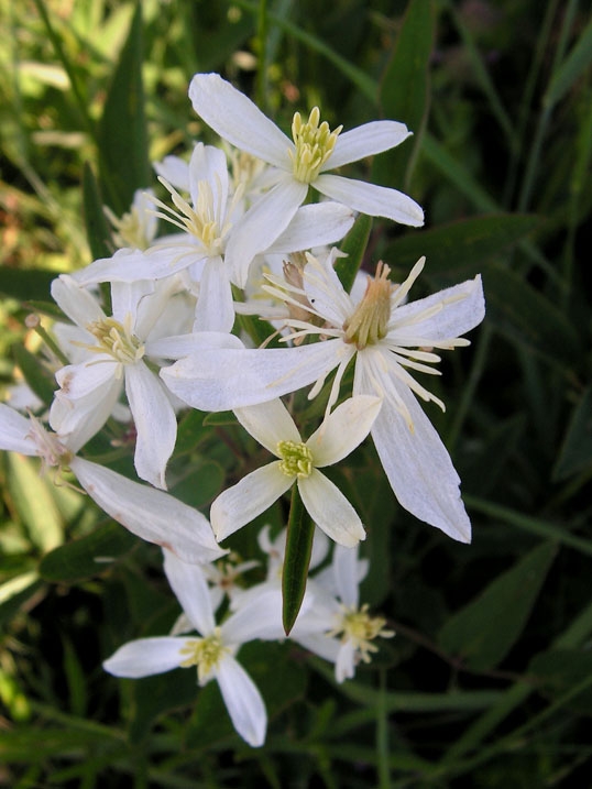 plamienok priamy Clematis recta L.