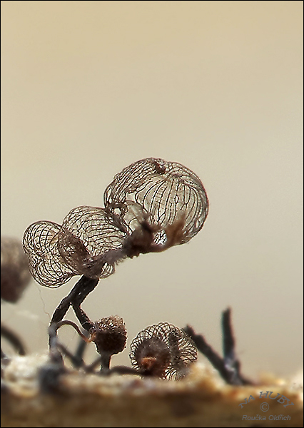 slizovka Cribraria mirabilis (Rostaf.) Massee
