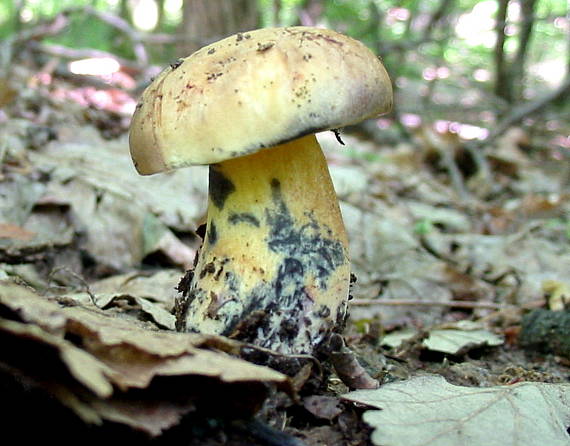 hríb modrejúci Cyanoboletus pulverulentus (Opat.) Gelardi, Vizzini & Simonini