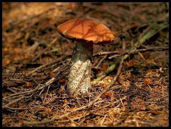 kozák smrekový Leccinum piceinum Pilát & Dermek