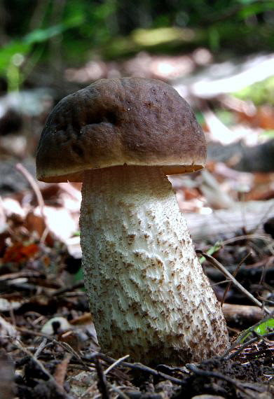 kozák hrabový Leccinum pseudoscabrum (Kallenb.) Šutara