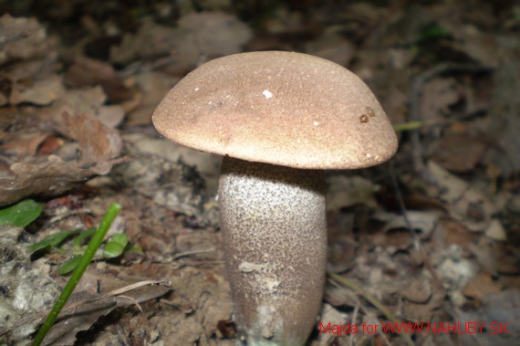 kozák brezový Leccinum scabrum (Bull.) Gray