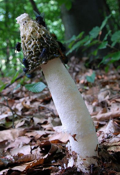 hadovka smradľavá Phallus impudicus L.