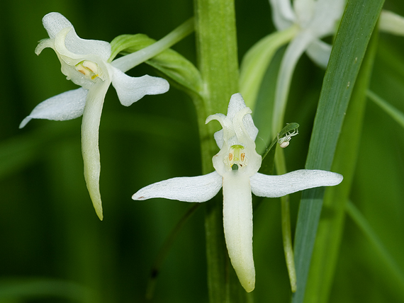 vemenník dvojlistý  Platanthera bifolia (L.) Rich.