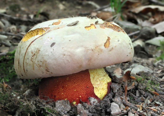 hríb purpurový Rubroboletus rhodoxanthus Kuan Zhao &amp; Zhu L. Yang