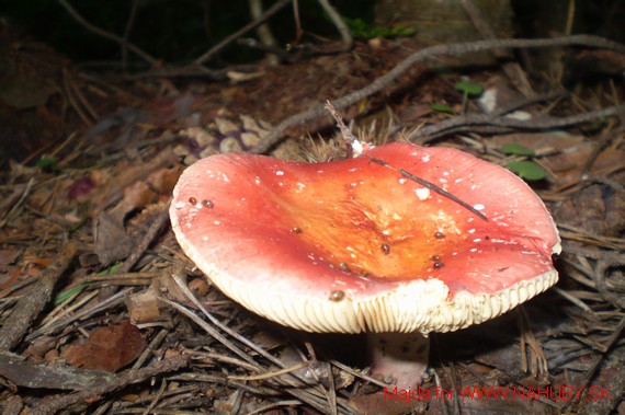 plávka Russula rubra (Fr.) Fr.