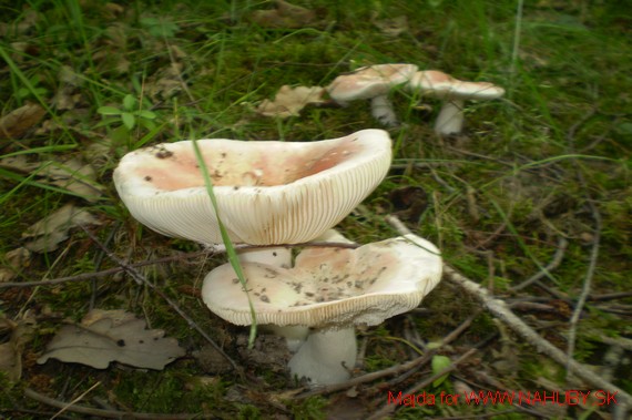 plávka mandľová Russula vesca Fr.