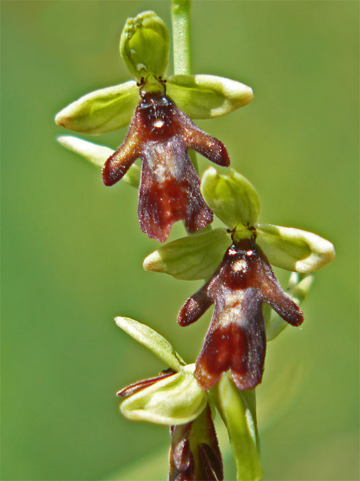 čertíci ophrys insectifera x