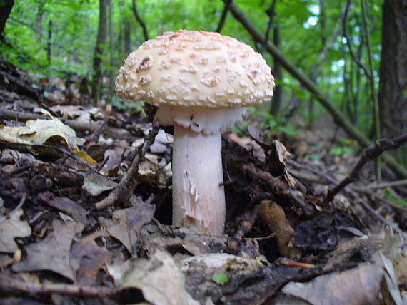 muchotrávka červenkastá Amanita rubescens Pers.