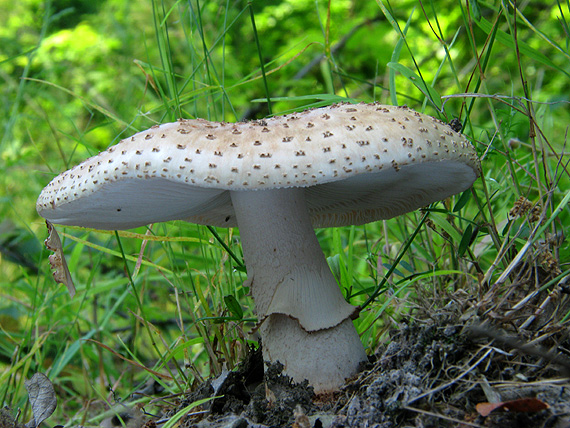 muchotrávka červenkastá Amanita rubescens Pers.