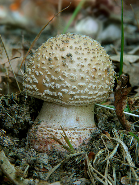 muchotrávka červenkastá Amanita rubescens Pers.