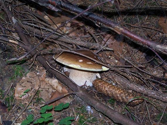 hríb smrekový Boletus edulis Bull.