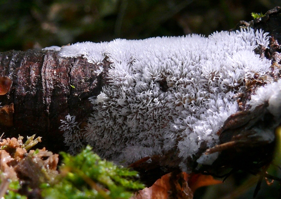 rohačka kríčkovitá Ceratiomyxa fruticulosa var. fruticulosa (O.F. Müll.) T. Macbr