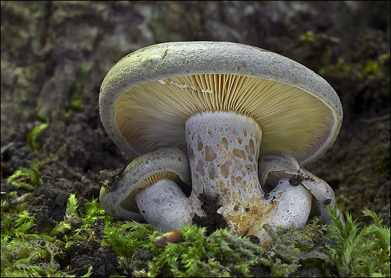 rýdzik sivozelený  Lactarius blennius (Fr.) Fr.